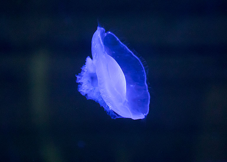 Moon Jelly fish