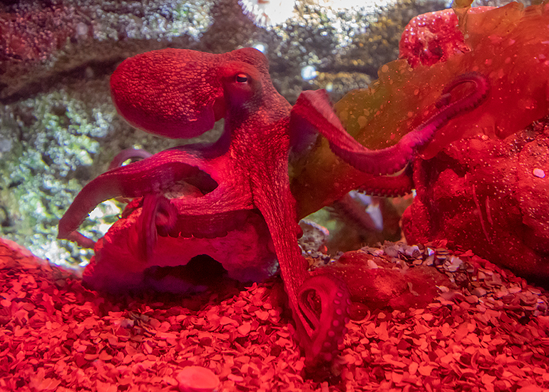 Octopus