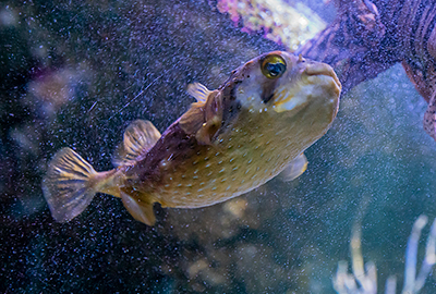 Puffer Fish