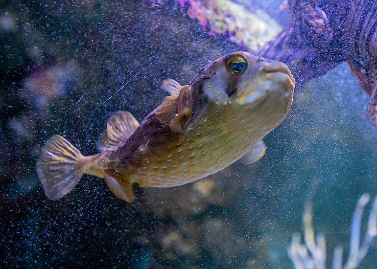 Porcupine Puffer