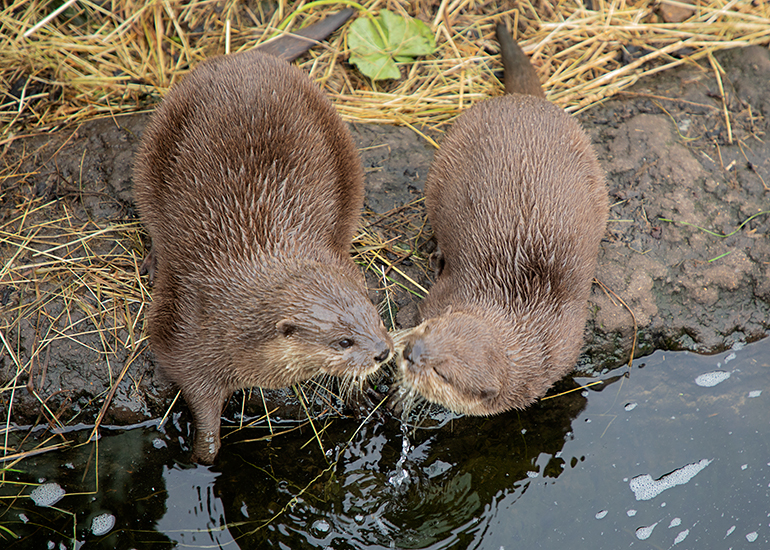 Asian Short-Clawed Otters - Summer and Twix