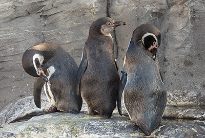 Penguins
