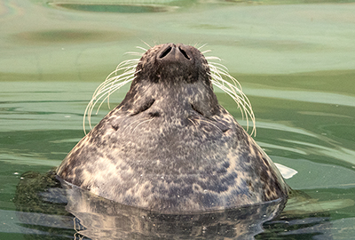 Common Seal
