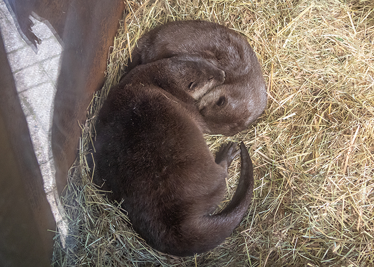 Asian Short-Clawed Otters - Summer and Twix