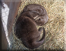 Otters