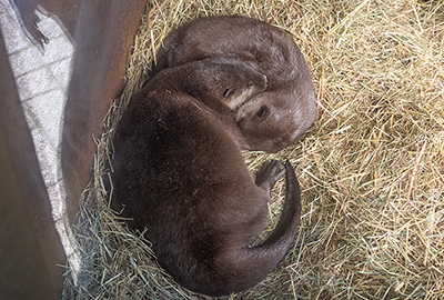 Otters