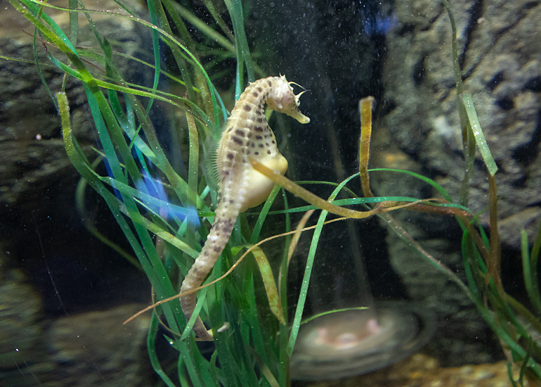 Big Bellied Seahorses