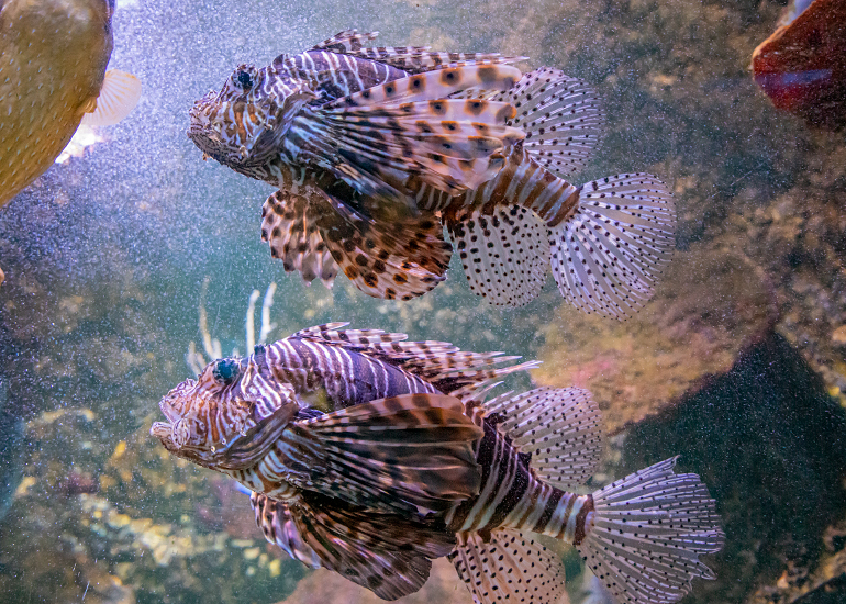 Lion Fish