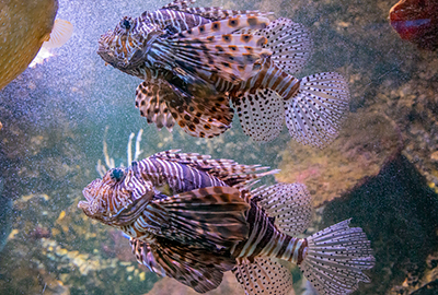 Red Lion Fish