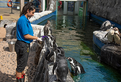 Jasmine feeding the penguins