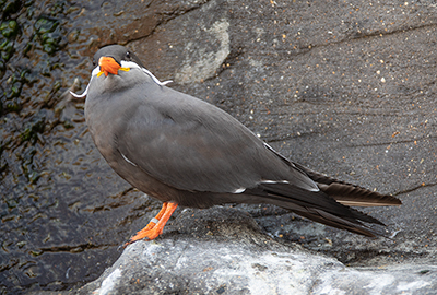 Inca Terns