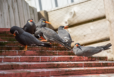 Inca Terns