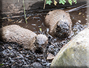 Otters