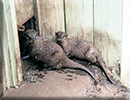 Otters