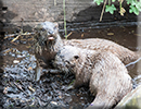 Otters