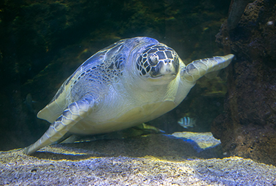 Seals