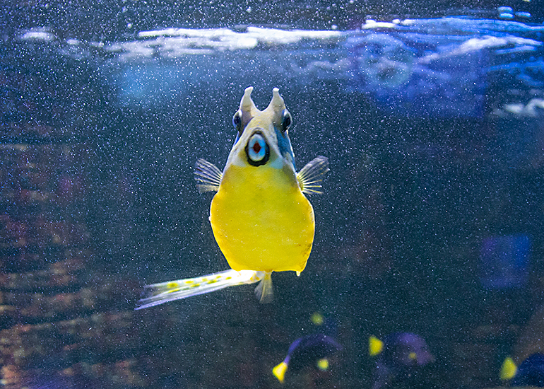 Long Horned Cow Fish