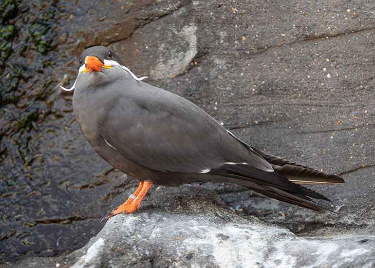 Inca Tern