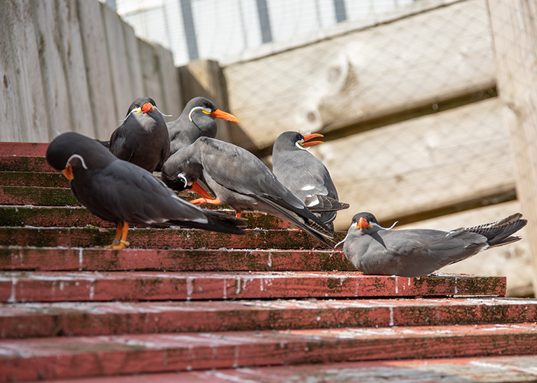 Inca Terns