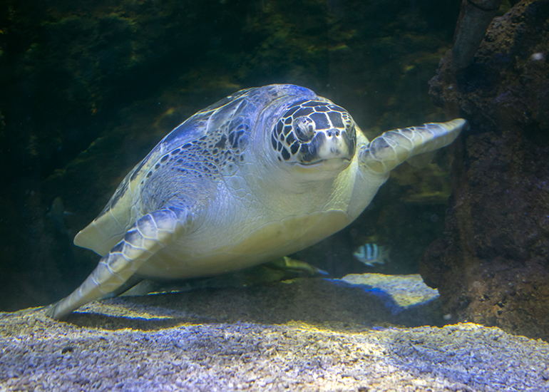 Ernie, the spectacular Green Sea Turtle