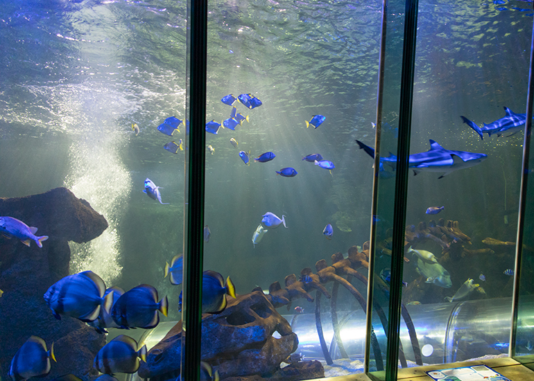 Ocean Tank