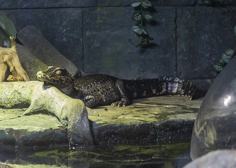 Cuvier's Dwarf Caimen Crocodile