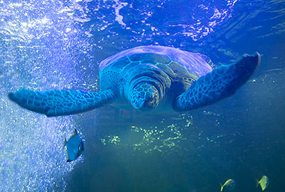 Ernie - The Green Sea Turtle