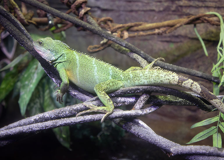 Chinese Water Dragon