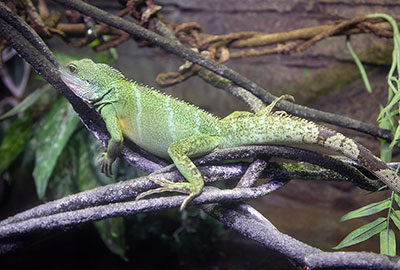 Chinese Water Dragon