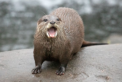 Asian Short-Clawed Otter