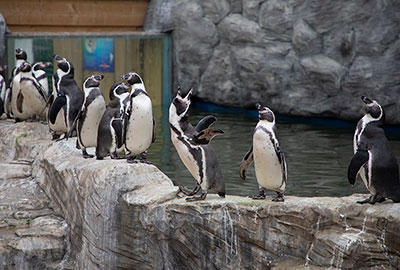 Humboldt Penguins