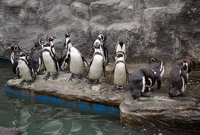 Humboldt Penguins