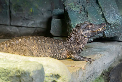 Cuvier dwarf crocodile