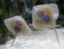 Rays