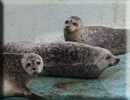 Resident Common Seals