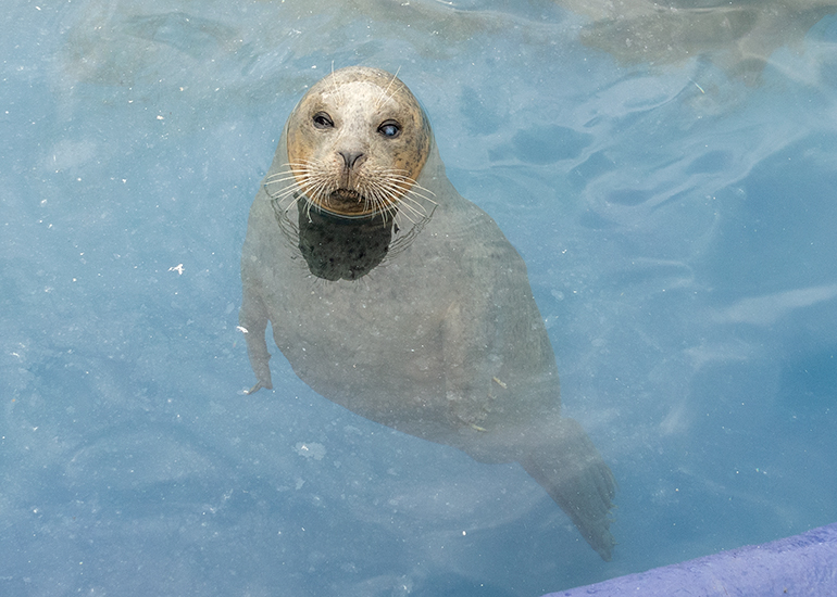 Sally, Resident Common Seal