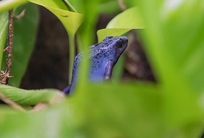 Blue Poison Dart Frog