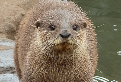 Asian Short-clawed Otter
