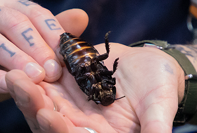 Madagascar hissing cockroach