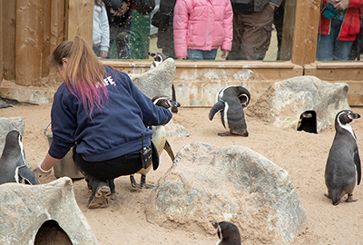 Jemma feeding the penguins