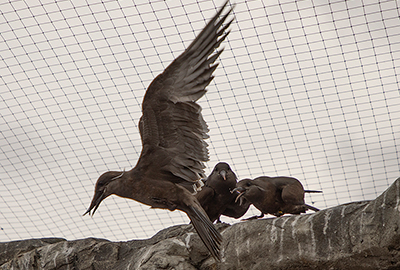 Inca Terns