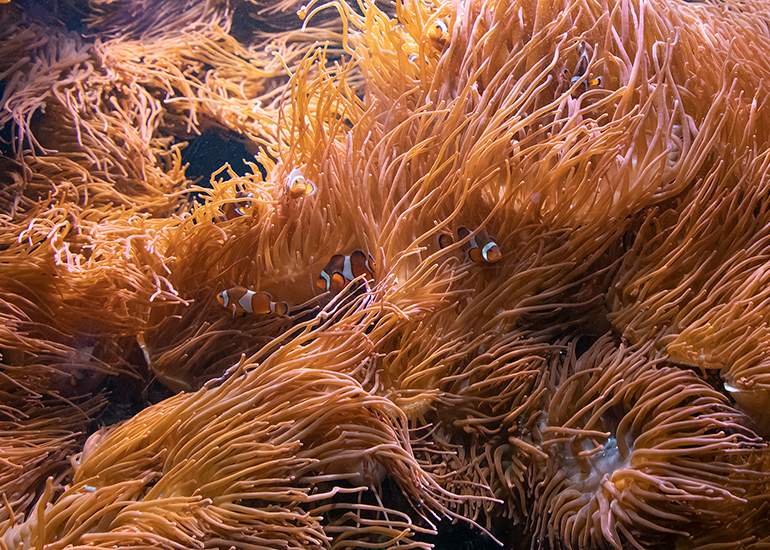 Clownfish