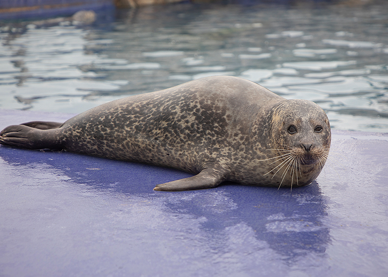 Hunstanton Sea Life