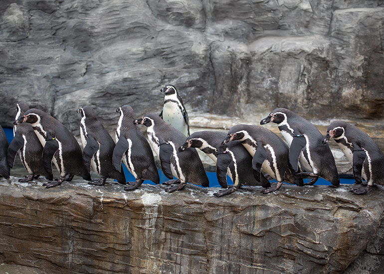 Humboldt Penguins
