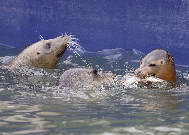 Feeding Time