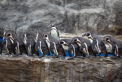 Humboldt Penguins