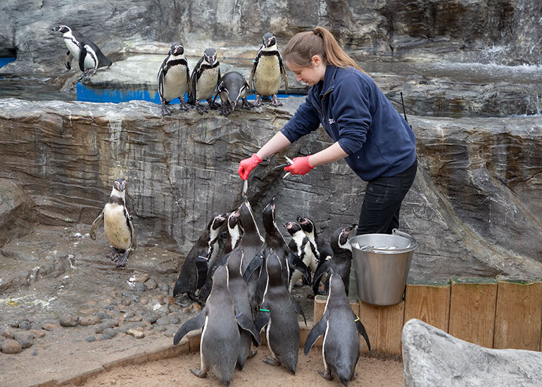 Jemma feeding the Humboldt Penguins