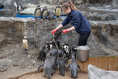 Gemma feeding the Humboldt Penguins