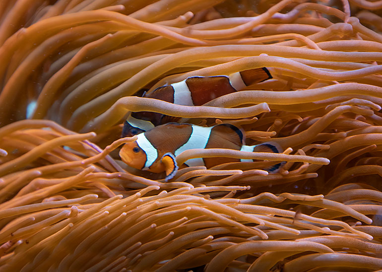 Clown fish