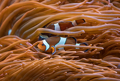 Clown Fish
